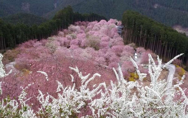 【奈良ルート発】 奈良2つのしだれ桜 名所めぐり“高見の郷”&“花の郷 滝谷”と 三輪明神「大神神社」 日帰り1
